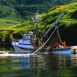 Alaska Salmon Purse Seining Fishing Boat