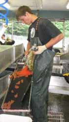 Salmon Fish Hatchery Worker Working with Salmon Eggs
