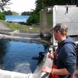 Aquaculture Employee Working at Hatchery