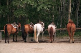 Dude Ranch Work photo